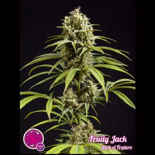 6705 - Fruity Jack  3 u fem Philosopher