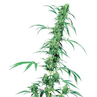 1270 - Fruity Juice 10 u. reg. Sensi Seeds