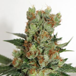 5697 - Fuel OG 1 u. fem. Ripper Seeds