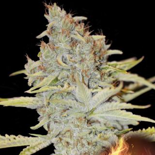 4504 - Furious Candy 3+1 u. fem. Eva Seeds