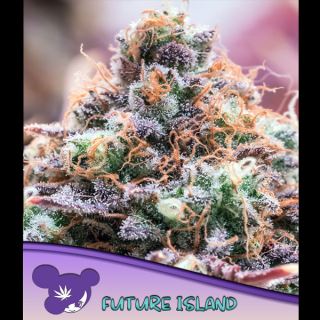 21454 - Future Island  3 u. fem Anesia