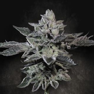 25272 - G-Force  5 u. fem. Paradise Seeds Limited Edition