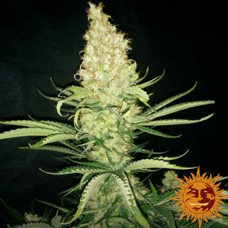 27073 - G13 Haze  5 u. reg. Barney's