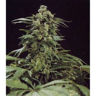 GHSM - G13 x Skunk  15 u. reg. Mr. Nice