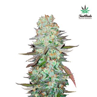 6339 - G14 Auto  1 u. fem. FastBuds Seeds