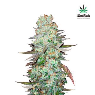 9511 - G14 Auto  5 u. fem. FastBuds Seeds