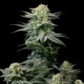 GG4 Sherbet Fast Flowering  1 u. fem. FastBuds Seeds