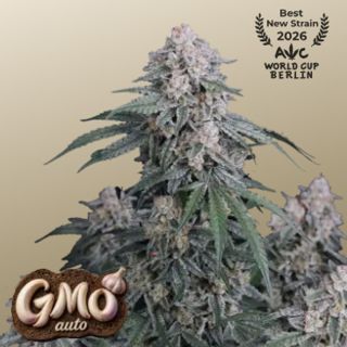 27472 - GMO Auto  1 u. fem. FastBuds Seeds