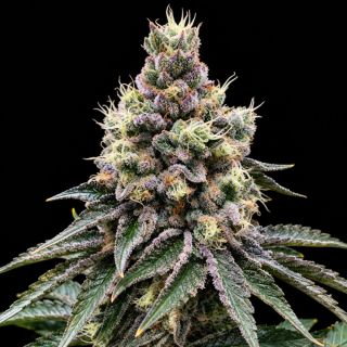 27711 - GMO Glookies Triploid  10 u. fem Triploid Seeds