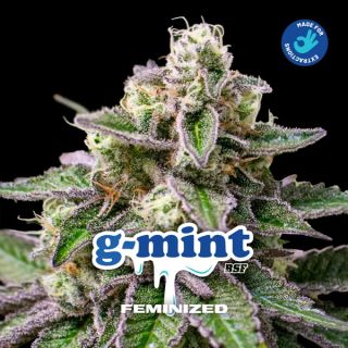 25613 - GMint   4 u. fem BSF Seeds
