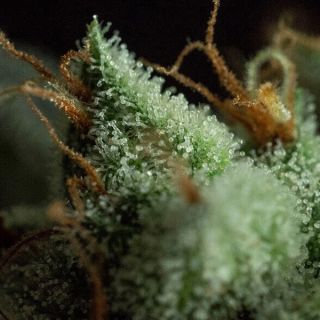 26542 - G.O.S  3 u. fem R-Kiem Seeds