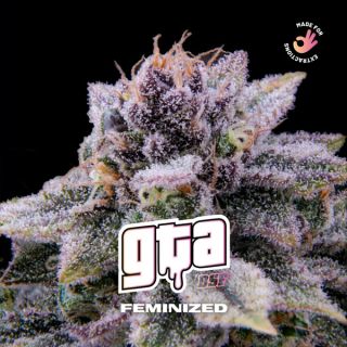 25608 - GTA  2 u. fem BSF Seeds