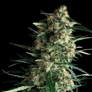 5383 - Galaxy  3 u. fem. Pyramid Seeds