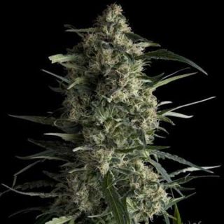 25106 - Galaxy  7 u. Reg. Pyramid Seeds