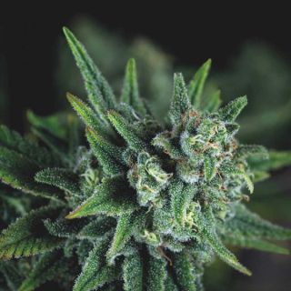 Galaxy Fast  5 u. fem. Pyramid Seeds