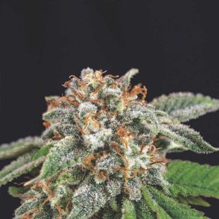 25113 - Galaxy x Runtz  5 u. fem. Pyramid Seeds Gold Line