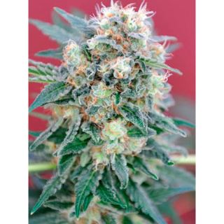 Ganesh 10 u. reg. Mandala Seeds