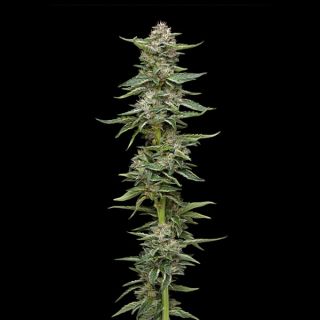 24900 - Garlic Budder 3 u. fem Humbold Seeds Company