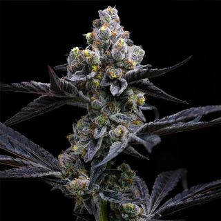 Garlic Cookies  3 u. fem. Barney's