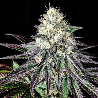 Garlic Cookies 1 u. fem Pure Instinto