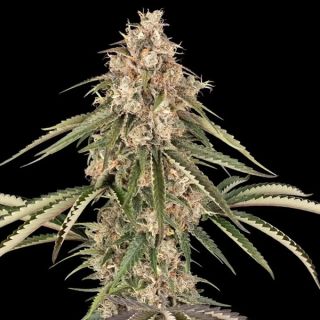 26575 - Garlic Gas 10 u. fem. Sensi Seeds