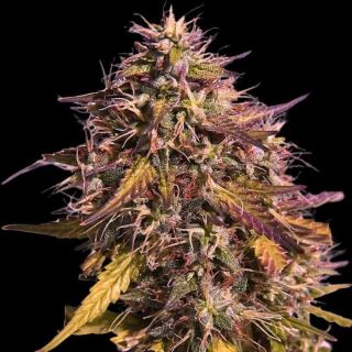 24149 - Gas Face 10 u. fem Empire Seeds
