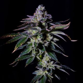 21108 - Gas Mint  5 u. fem One Shot Edition Gratefull Seeds