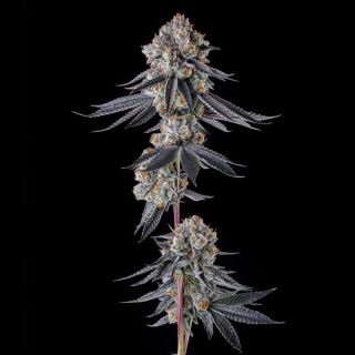 27212 - Gastro Funk : Gastro Pop #5 x Black Amber  - 7 u. Fem Compound Genetics