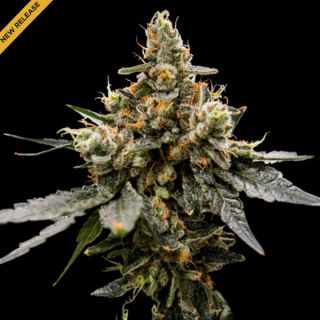 25795 - Gaz Money  3 u. fem. DNA Genetics