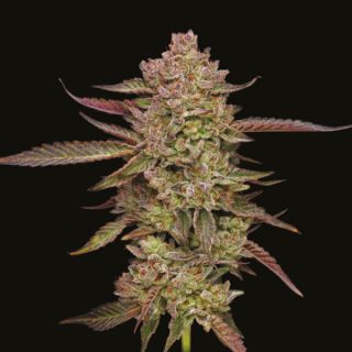 24899 - Gazzurple 5 u. fem Humbold Seeds Company
