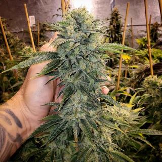 Geist OG Fast Flowering  5 ud Humboldt Seed Organization