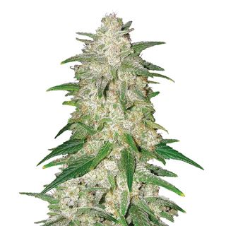 14645 - Gelato  5 u. fem. Nirvana