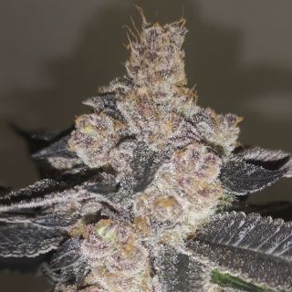 14308 - Gelato 242  10 u. fem. Medical Seeds