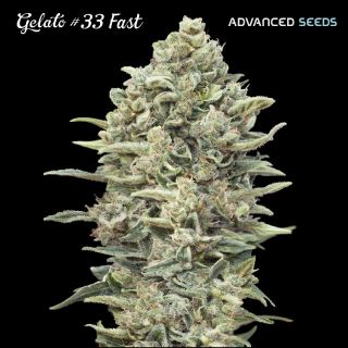 11907 - Gelato #33 Fast   3 + 1 u. fem. Advanced Seeds