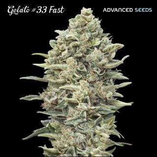 11909 - Gelato #33 Fast  25 u. fem. Advanced Seeds
