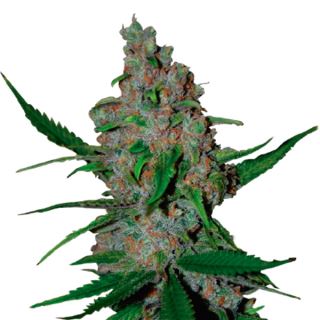 13288 - Gelato 41 Fast fem.  1 u. Seedstockers