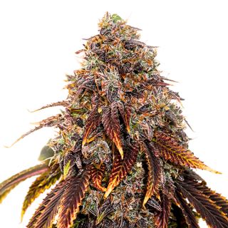 11303 - Gelato 41 fem.  1 u. Seedstockers