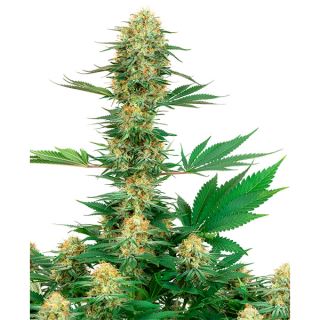 11761 - Gelato #420  1 u. fem. White Label