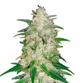 9412 - Gelato Auto  1 u. fem. FastBuds Seeds