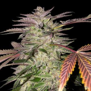 14354 - Gelato Cake  2 u. fem. T.H. Seeds