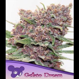 Gelato Dream  3 u. fem Anesia