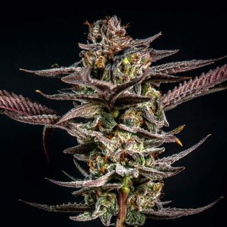 20226 - Gelato Kiss 6 ud. fem Elev8 Seeds