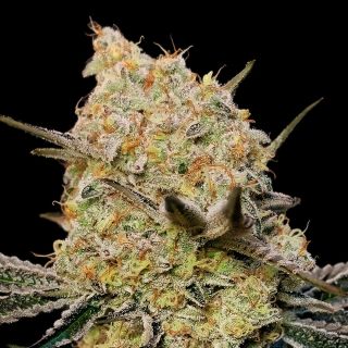 27383 - Gelato Mint   1 u. fem. 00 Seeds