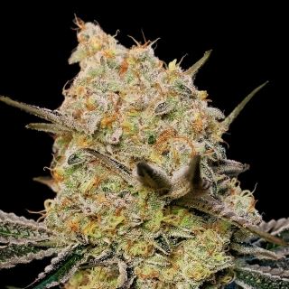 20808 - Gelato Mint   3 u. fem. 00 Seeds