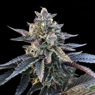 25796 - Gelato Sorbet  3 u. fem. DNA Genetics
