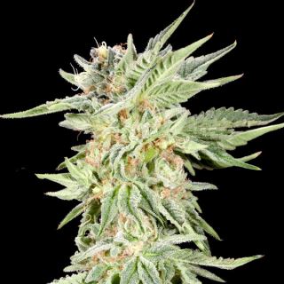 20229 - Gelato Sundae 3 ud. fem Elev8 Seeds