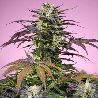 26506 - Gelonade   3+1 u. fem. Sweet Seeds