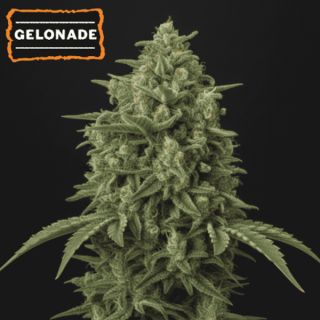 25499 - Gelonade  fem.   15 u. Seedstockers