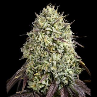 26735 - Georgia Pie  25 u. fem. Advanced Seeds