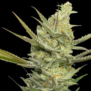 5934 - Gipsy Haze 3+1 u. fem. Eva Seeds